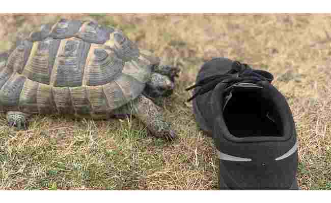 Why Do Turtles Attack Black Shoes 2023 Best Info